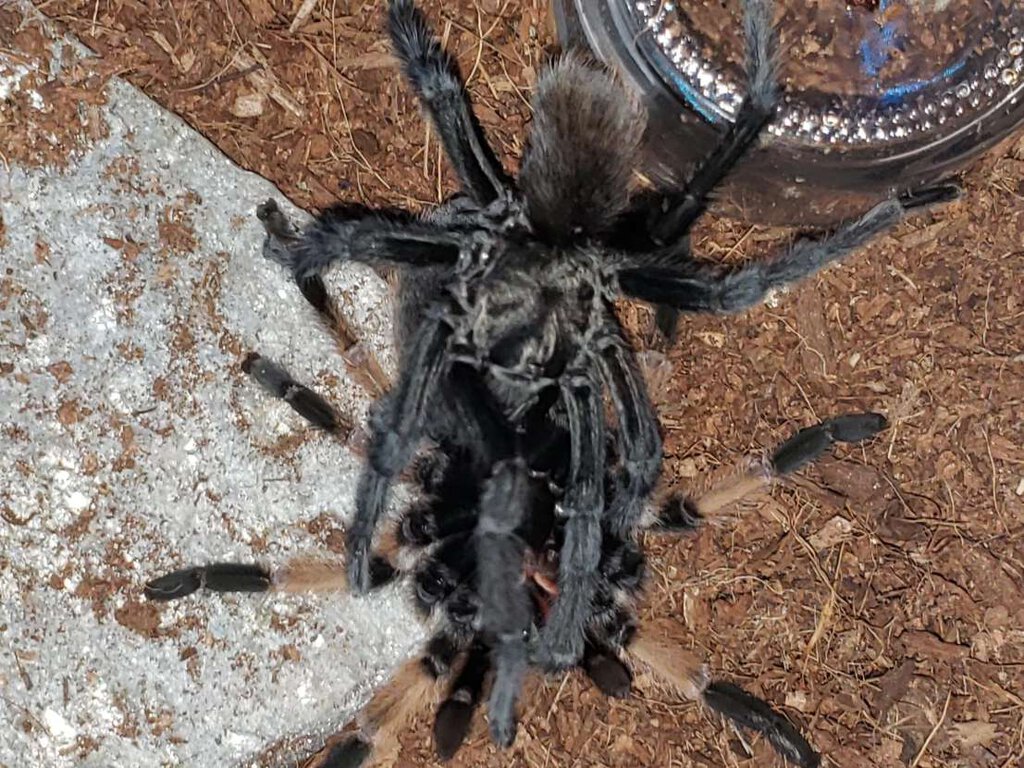 aphonopelma moderatum pairing rocky your boy rocky running the guantlet again
