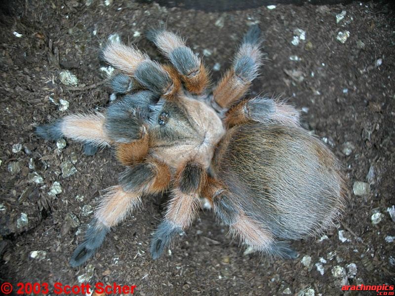 Aphonopelma moderatum