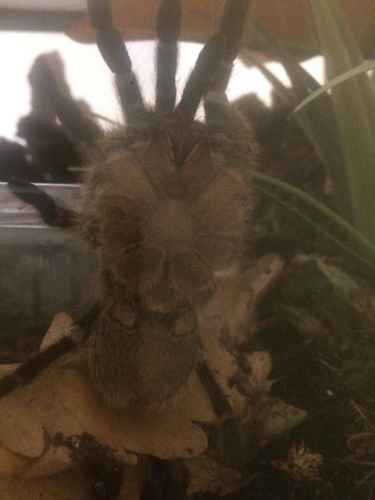 Aphonopelma seemani M/F?