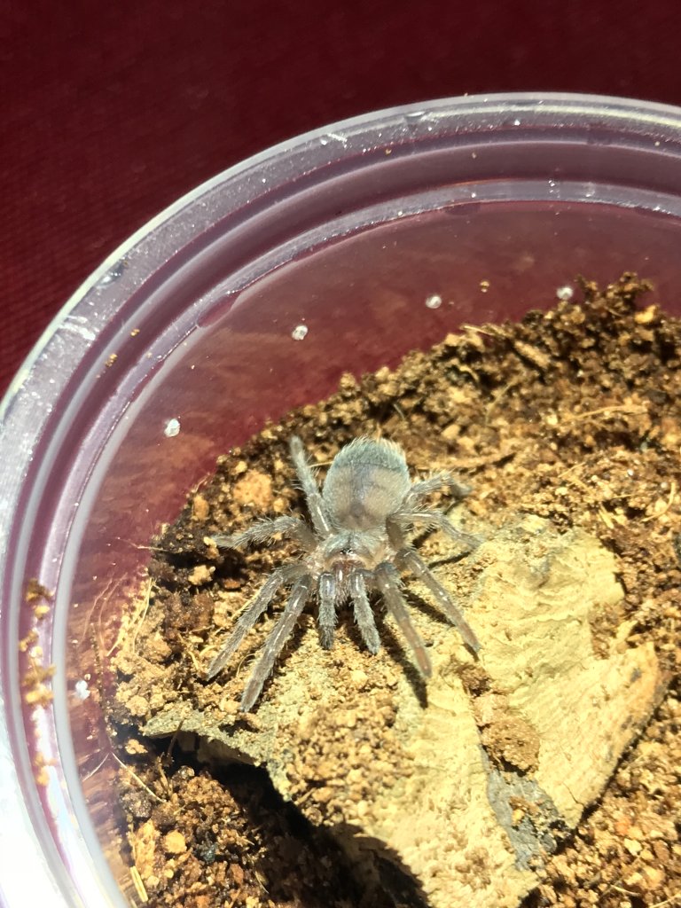 Aphonopelma seemani sling