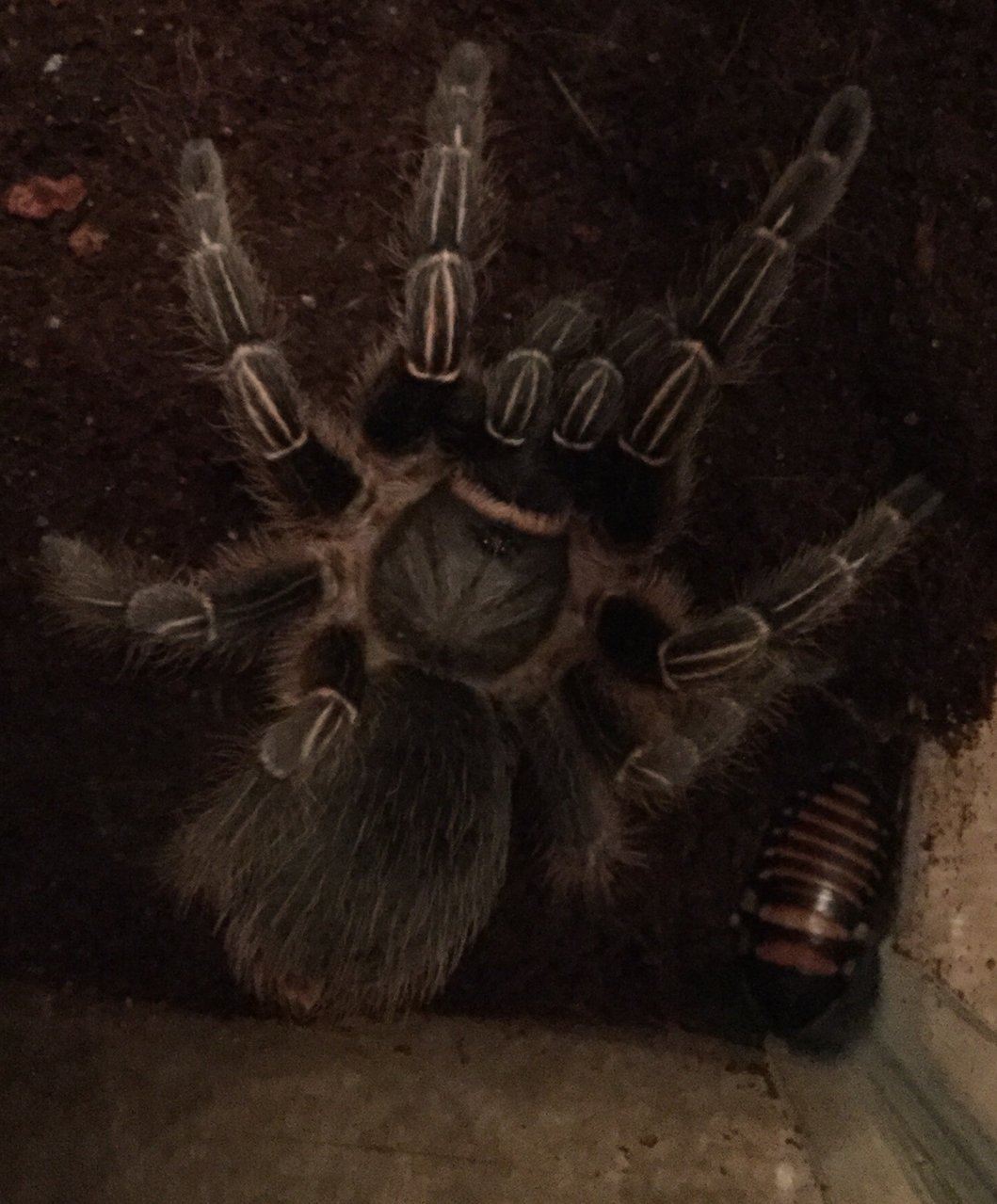 Aphonopelma seemani