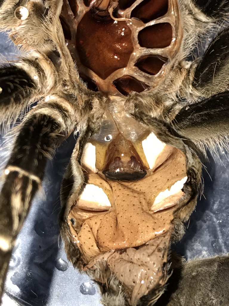 Aphonopelma Seemani