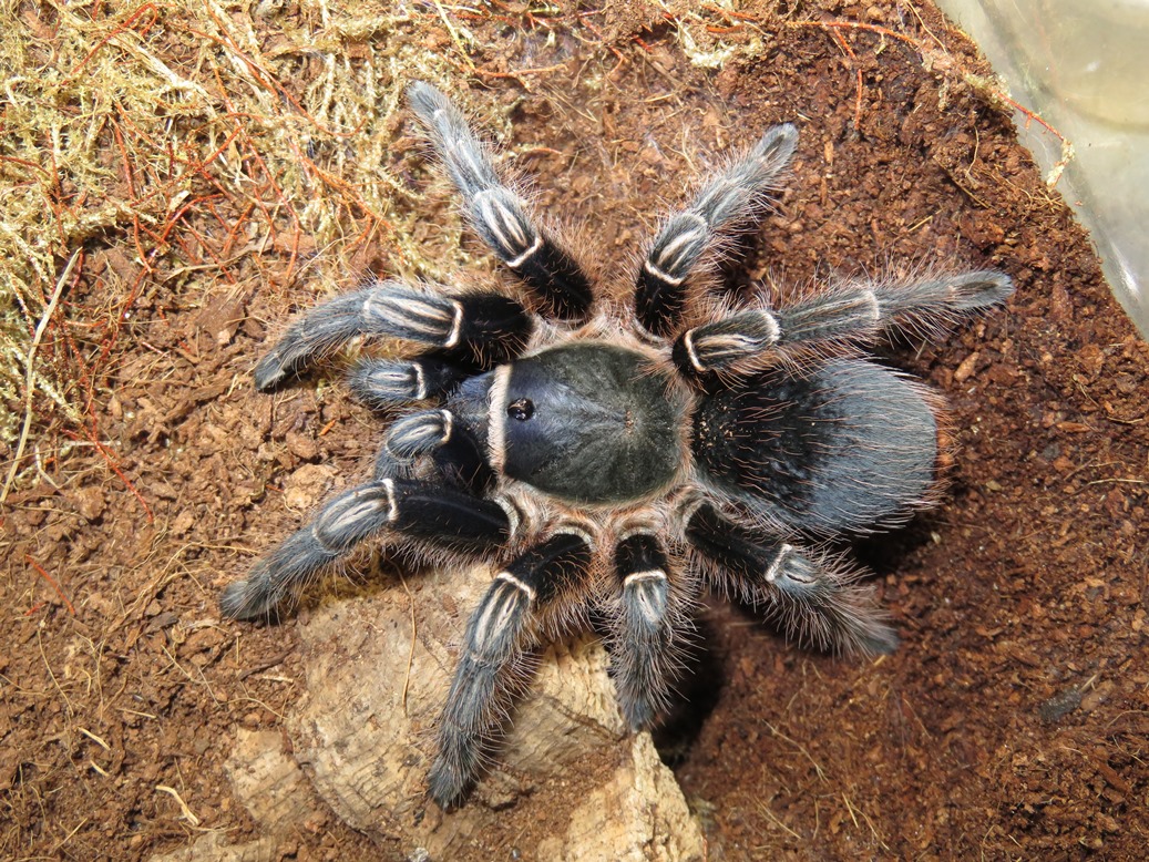 Aphonopelma seemanni, AF