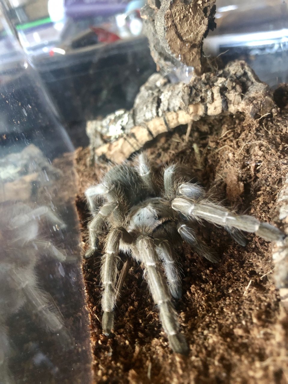 Aphonopelma seemanni - chillin’