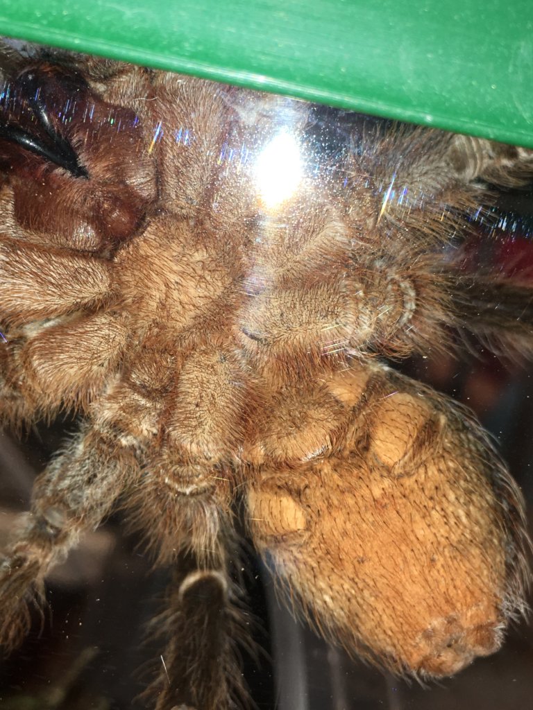 Aphonopelma seemanni, DLS 4"