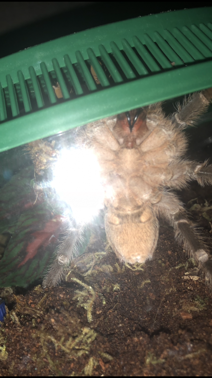 Aphonopelma seemanni male or female? Rescue