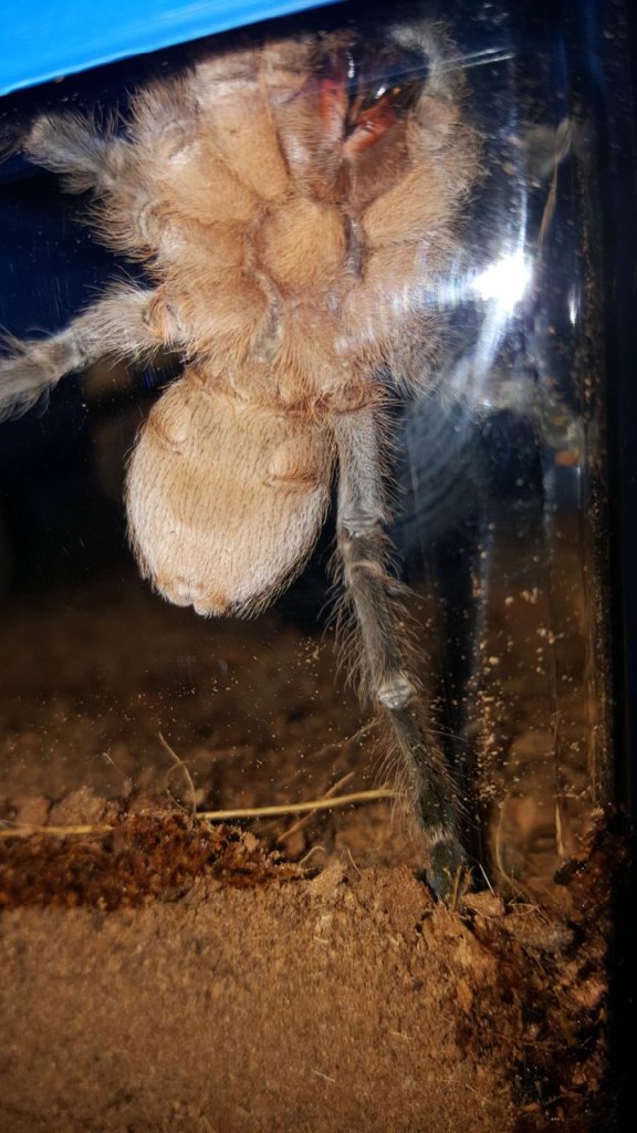 Aphonopelma seemanni male or female?