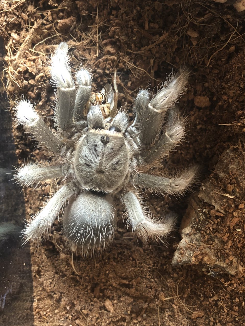 Aphonopelma seemanni Or?