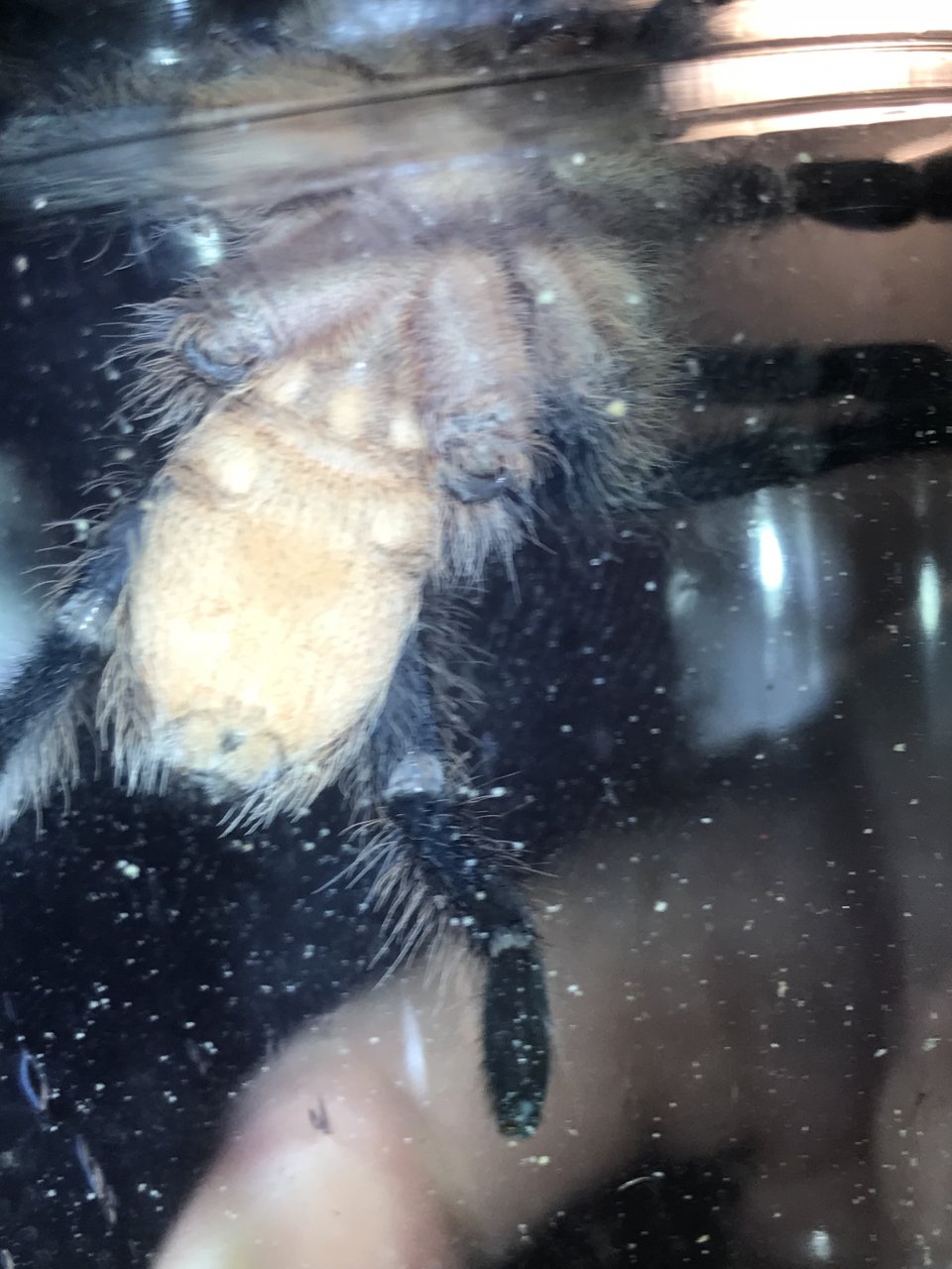 Aphonopelma seemanni sex?