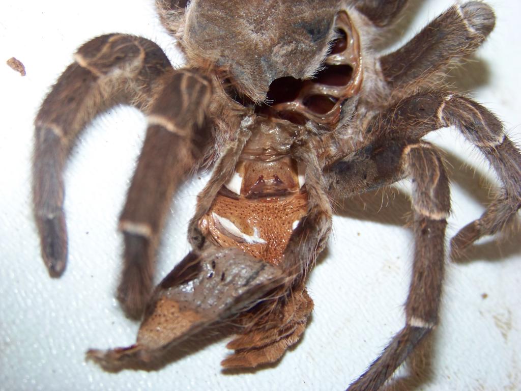 Aphonopelma seemanni spermathecae