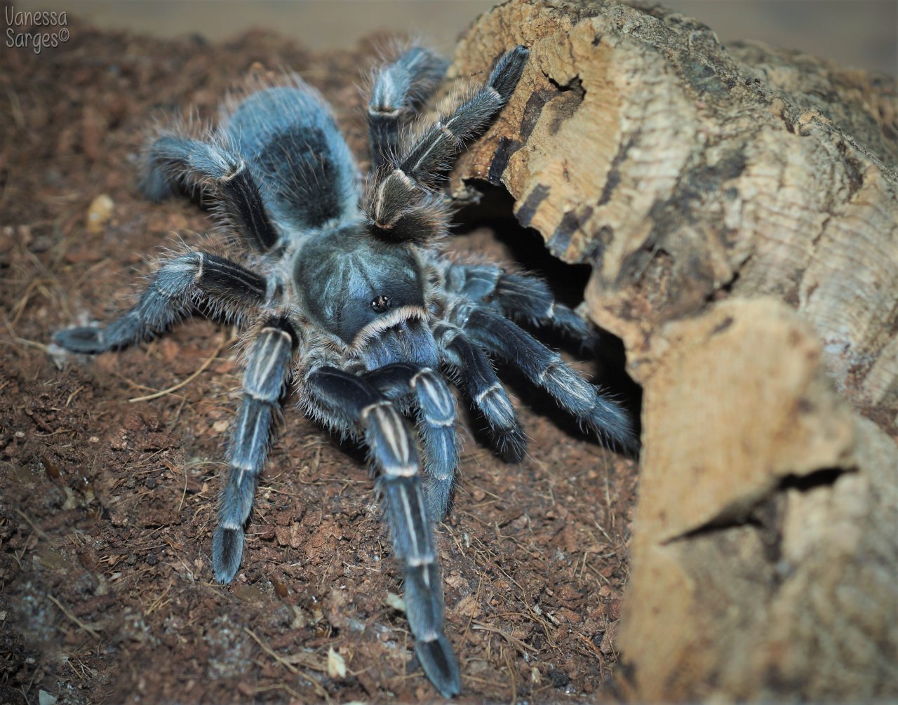 Aphonopelma seemanni Sub-Adult Female, Holly