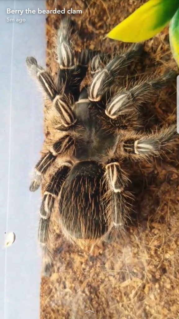 Aphonopelma seemanni