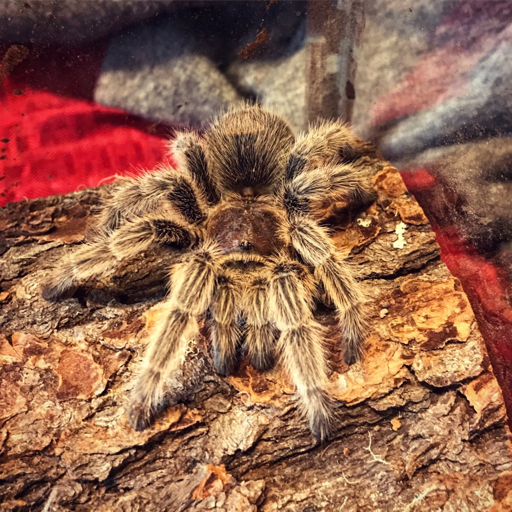 aphonopelma seemanni?