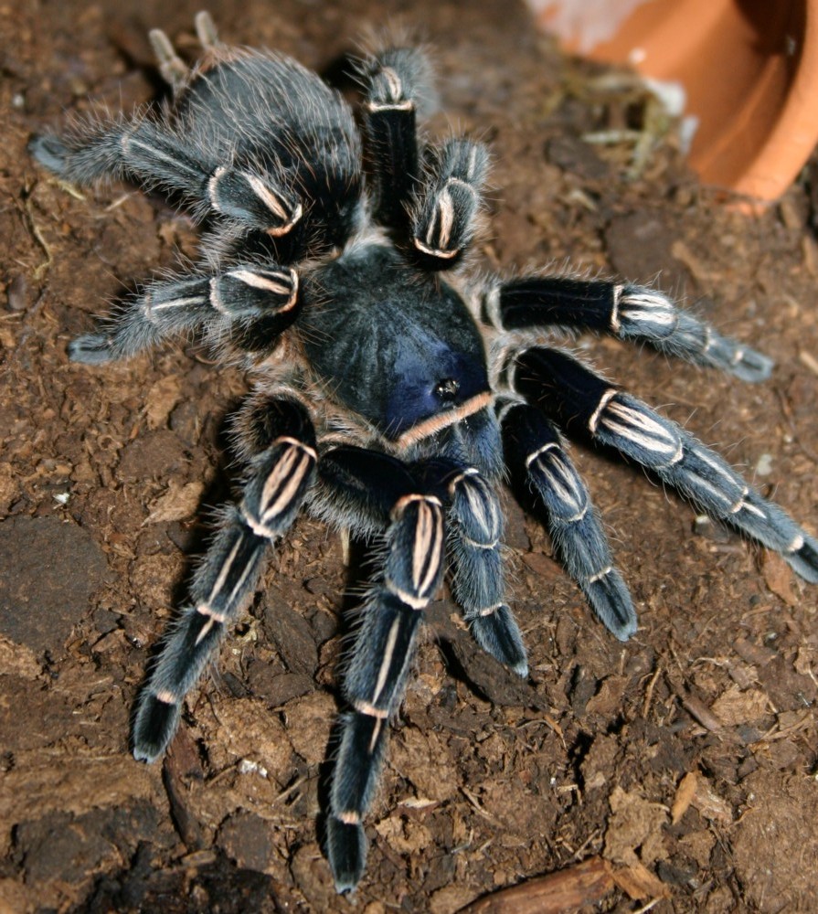 Aphonopelma seemanni