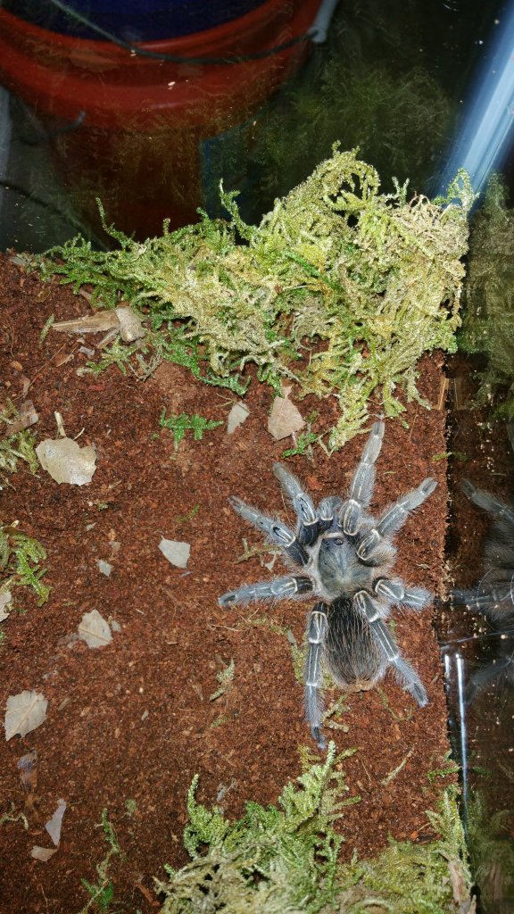 Aphonopelma Seemanni