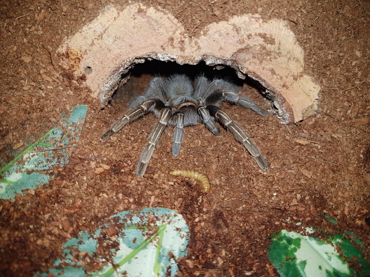 Aphonopelma seemanni