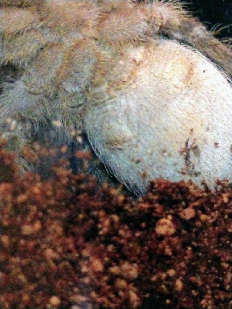 Aphonopelma seemanni