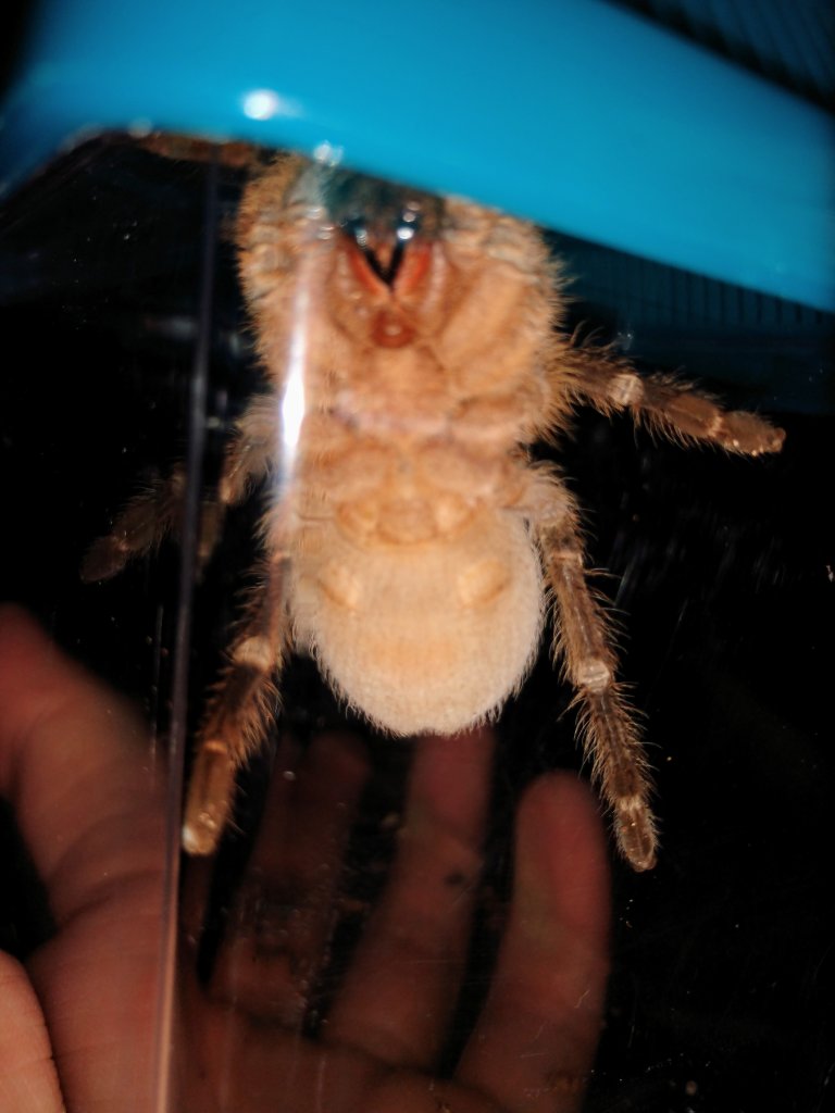 Aphonopelma Seemanni