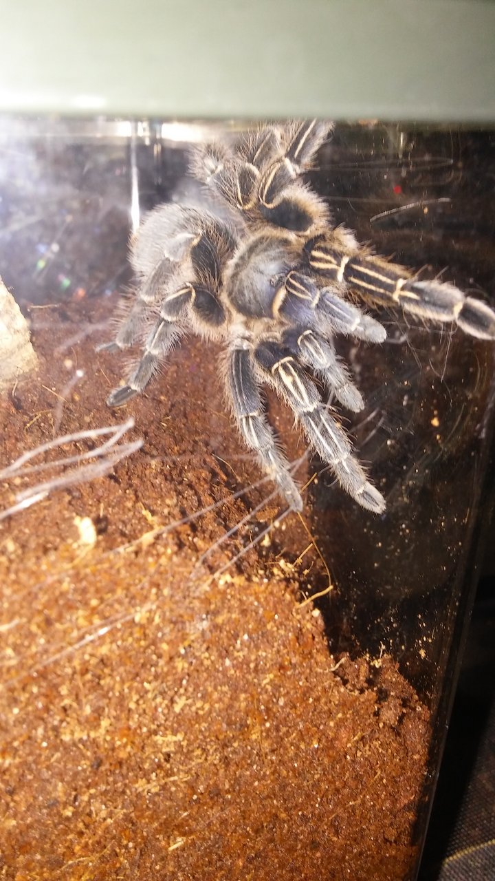 Aphonopelma seemanni