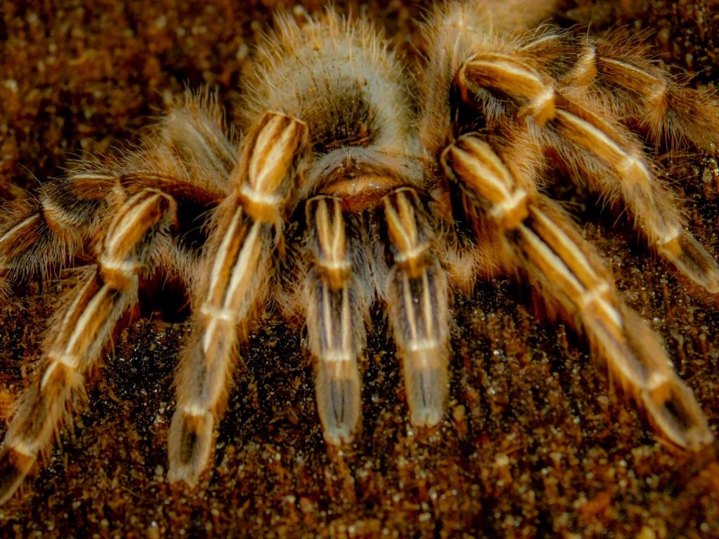 Aphonopelma Seemanni