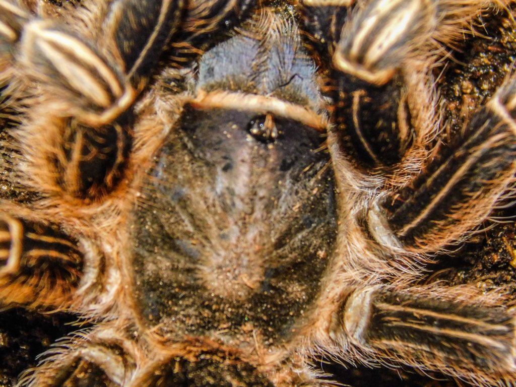 Aphonopelma Seemanni