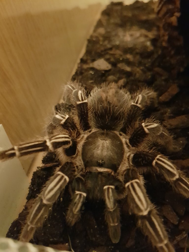 Aphonopelma seemanni