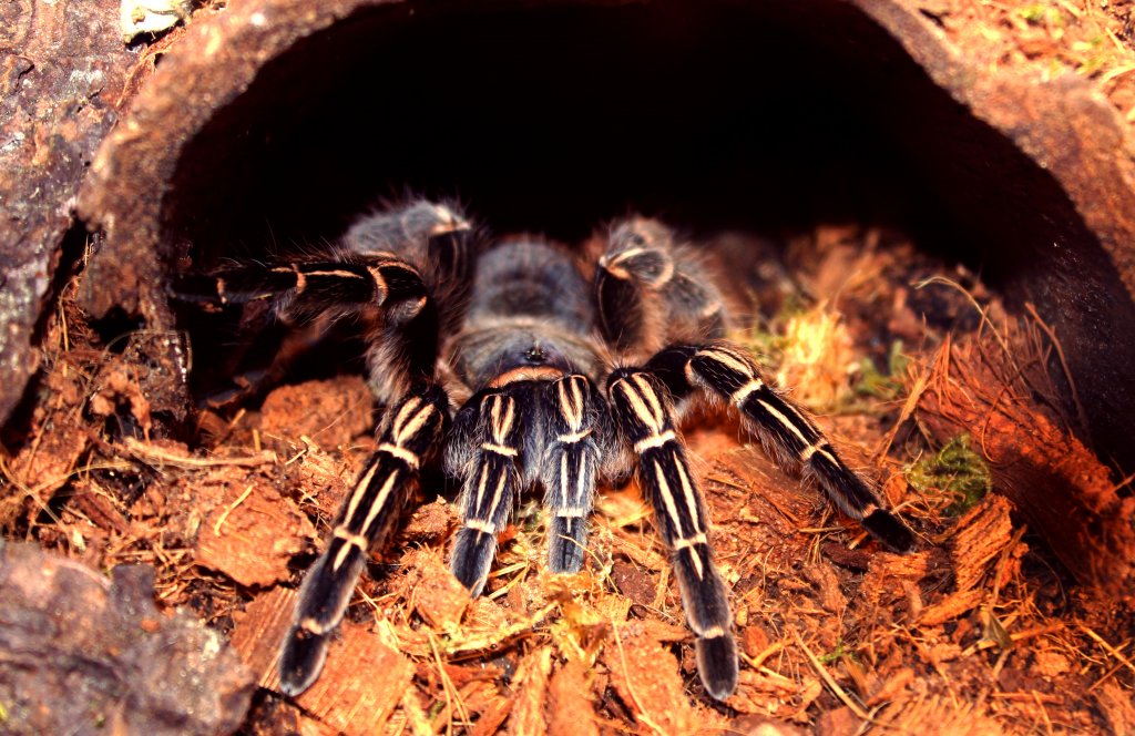 Aphonopelma seemanni