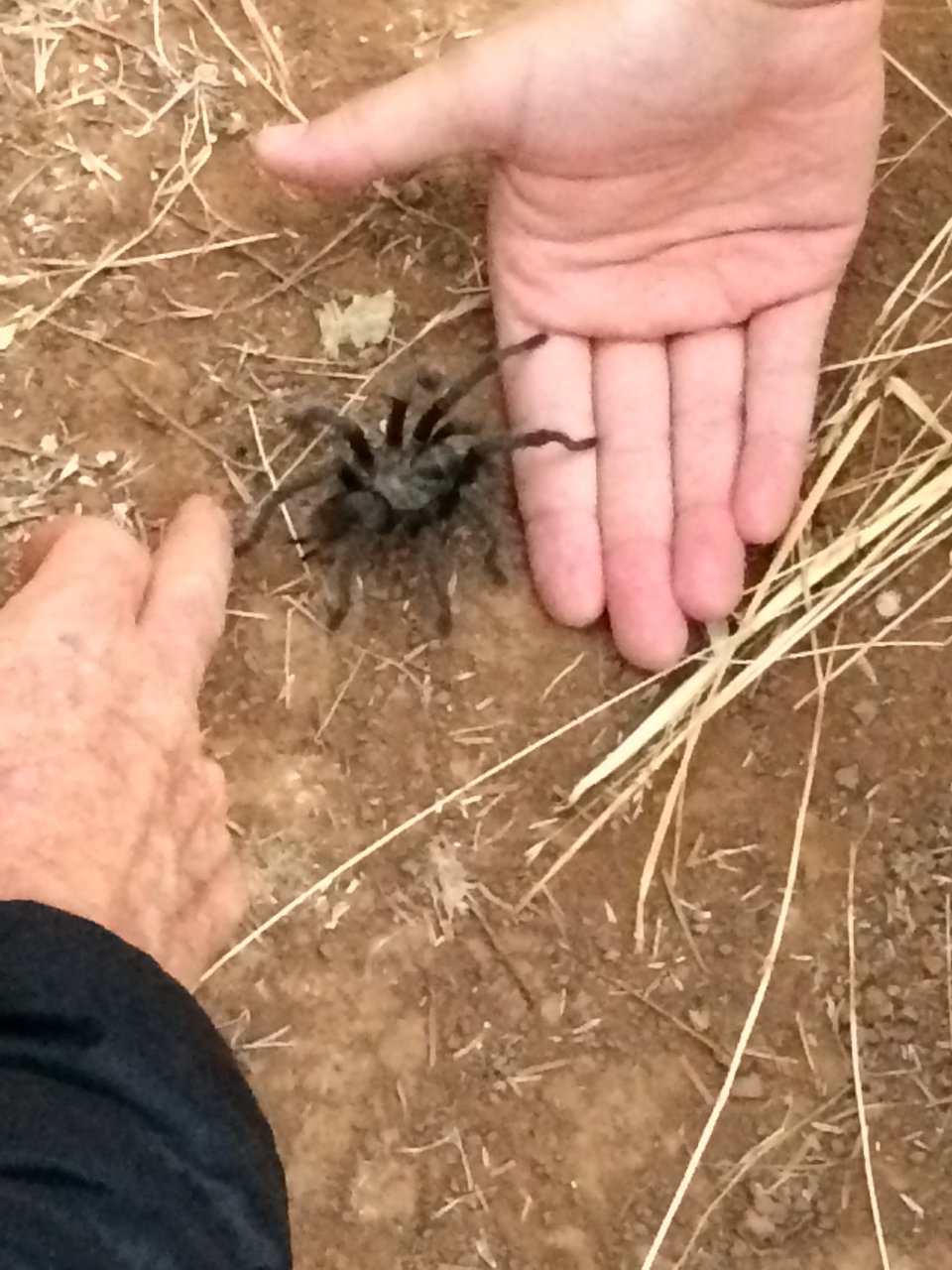 Aphonopelma smithi