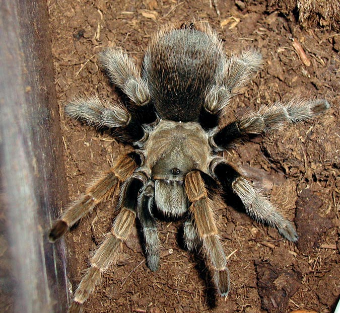 Aphonopelma sp. "California"