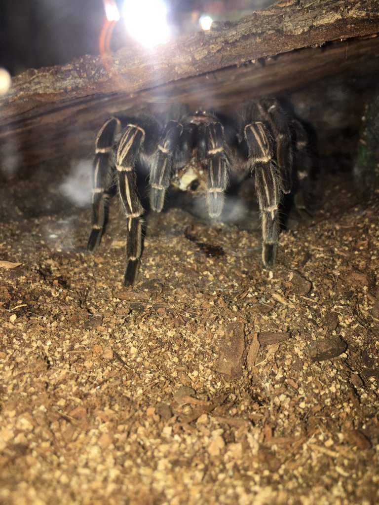 Aphonopelma sp. Guatemala Stripe Leg