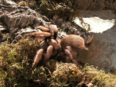 Aphonopelma Sp. "New River"