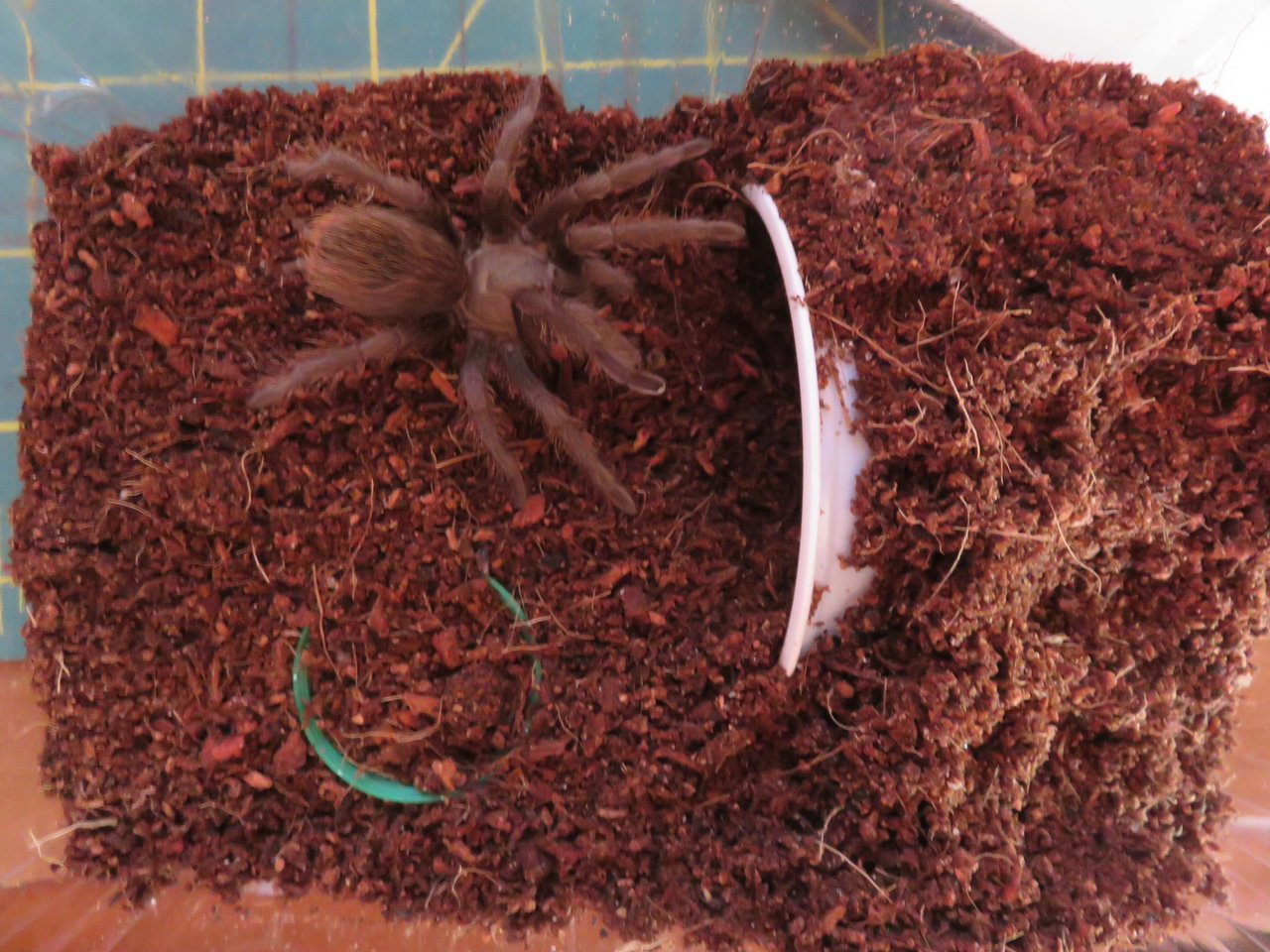 Aphonopelma sp Pinal Co. AZ. ID marxi?