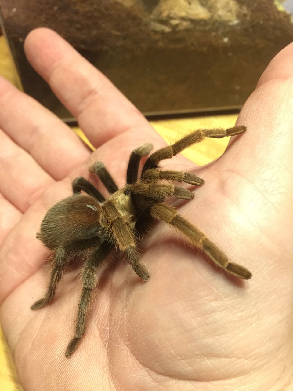 Aphonopelma sp.