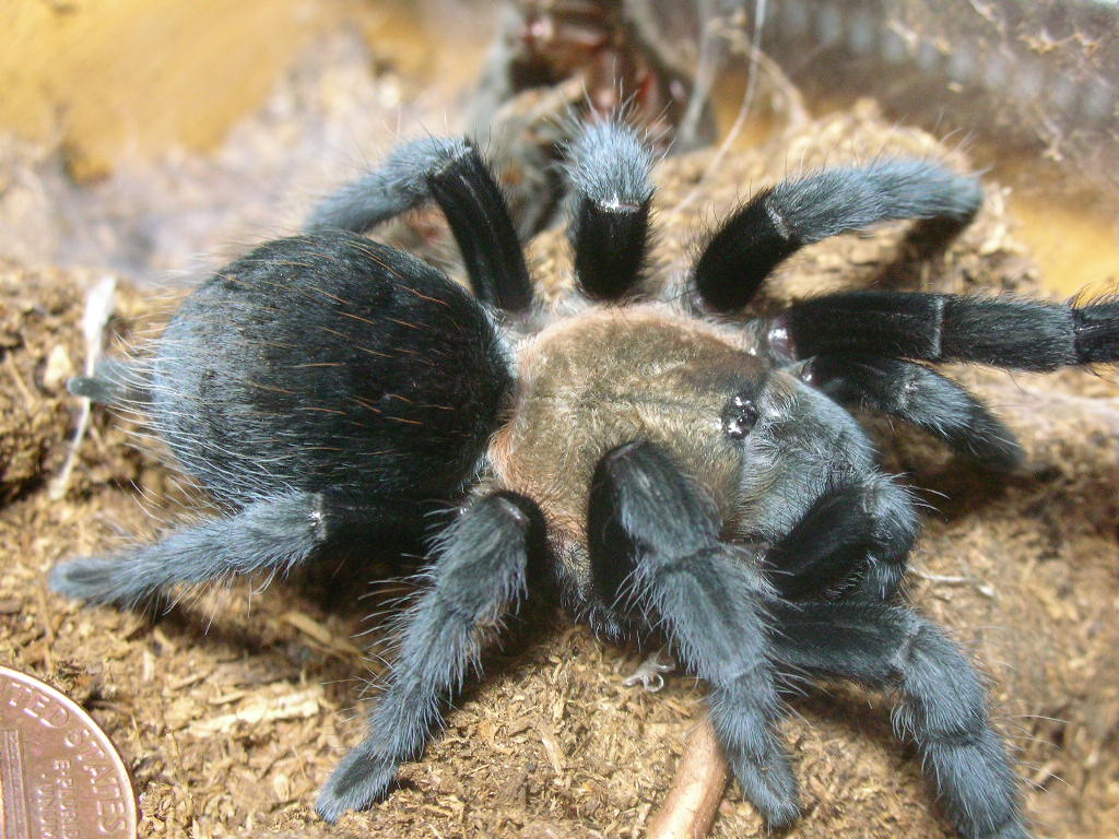 Aphonopelma Spp. ?