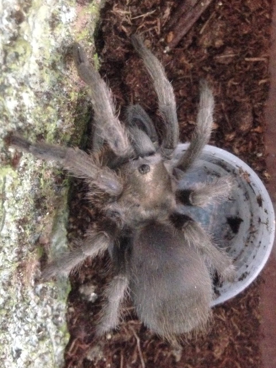 Aphonopelma