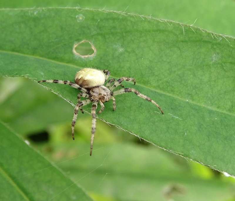 Araneus