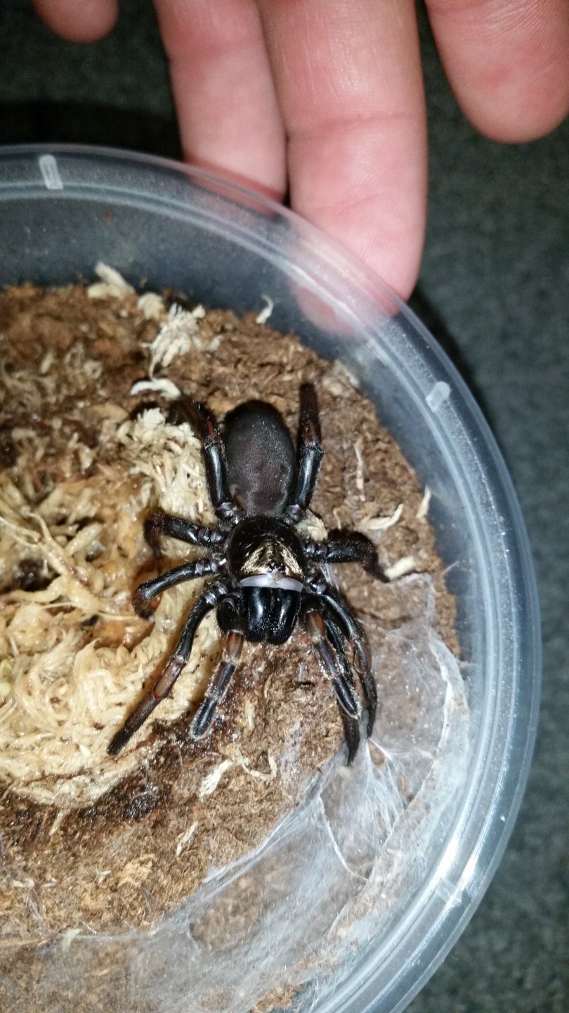 Arbanitis sp. Black