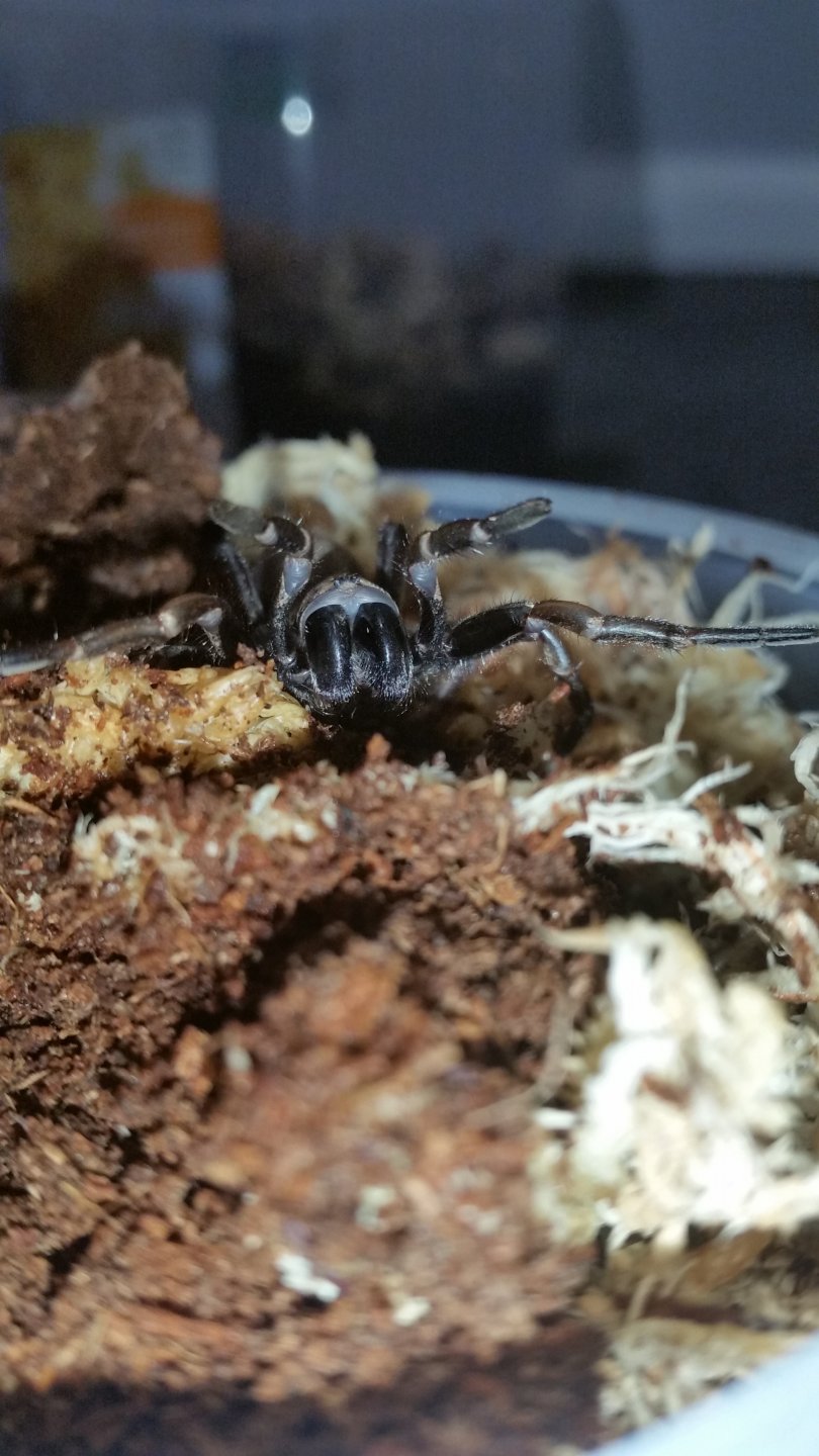 Arbanitis sp. female threat posture