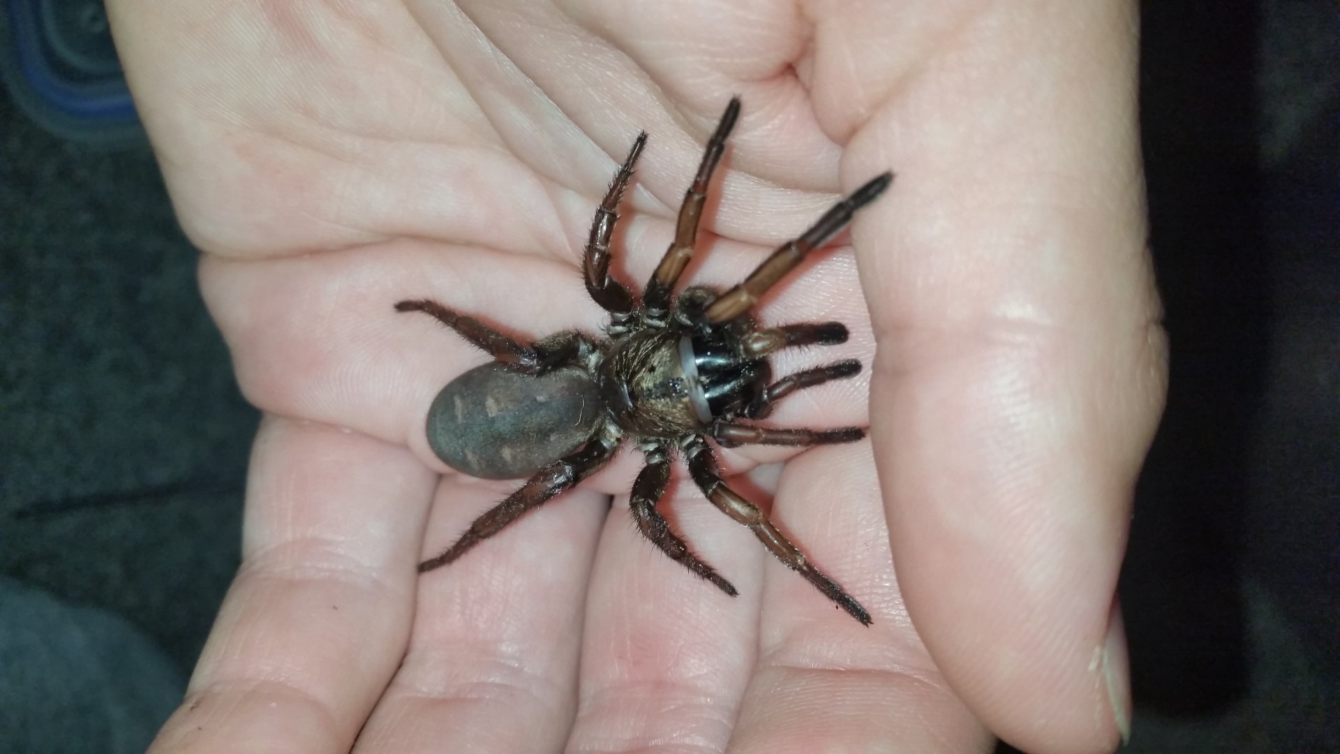 Arbanitis sp. Tambourine