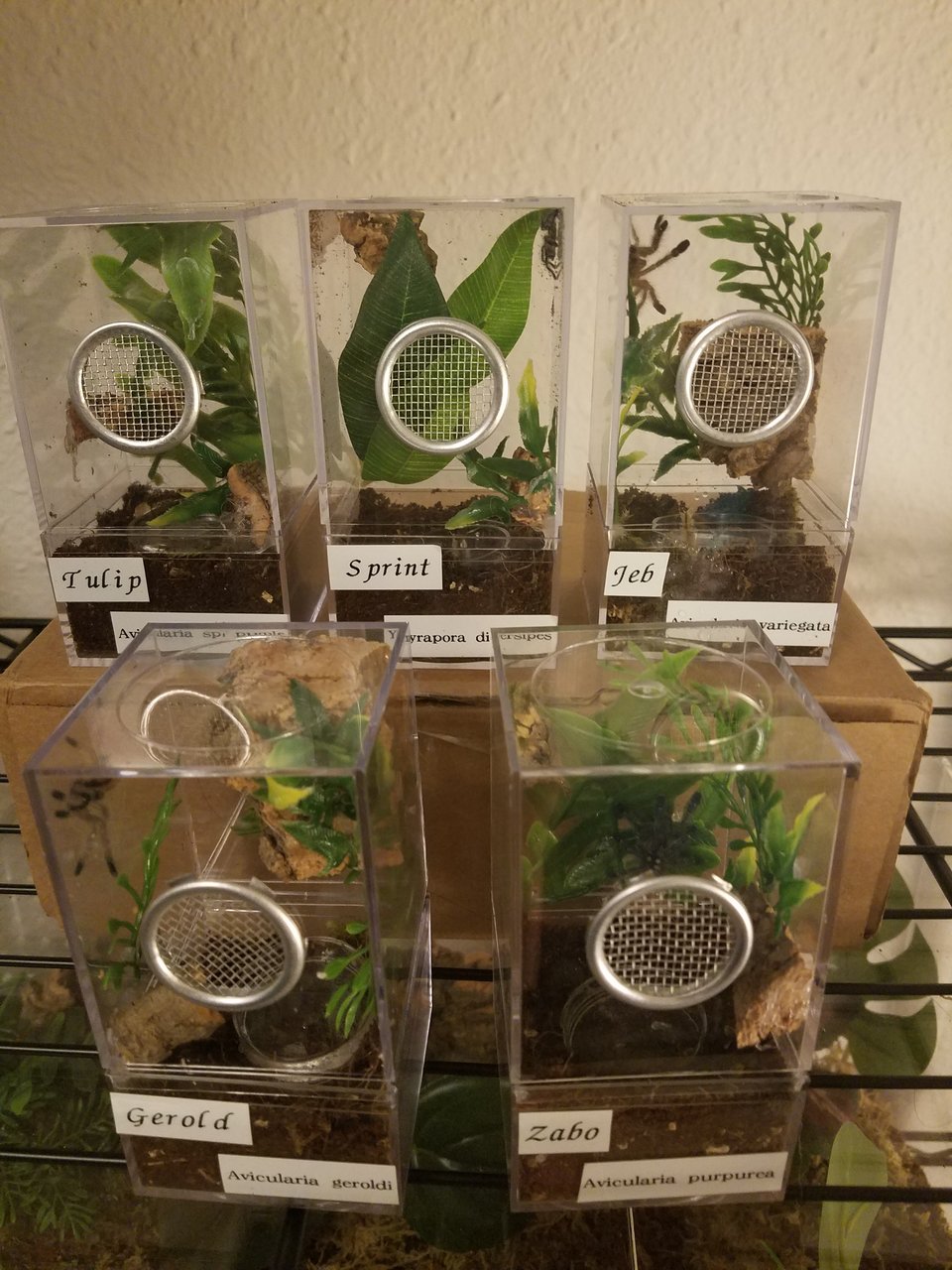 Arboreal Sling Enclosure - Upgrades!