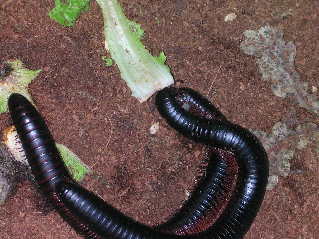 Archispirostreptus gigas Mating