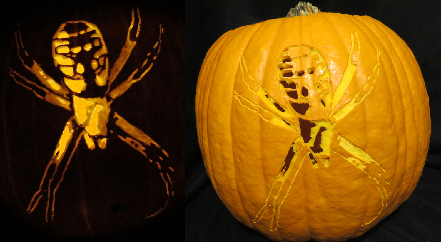 Argiope aurantia Pumpkin