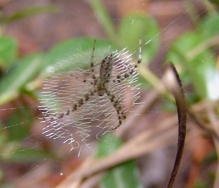 Argiope aurantia