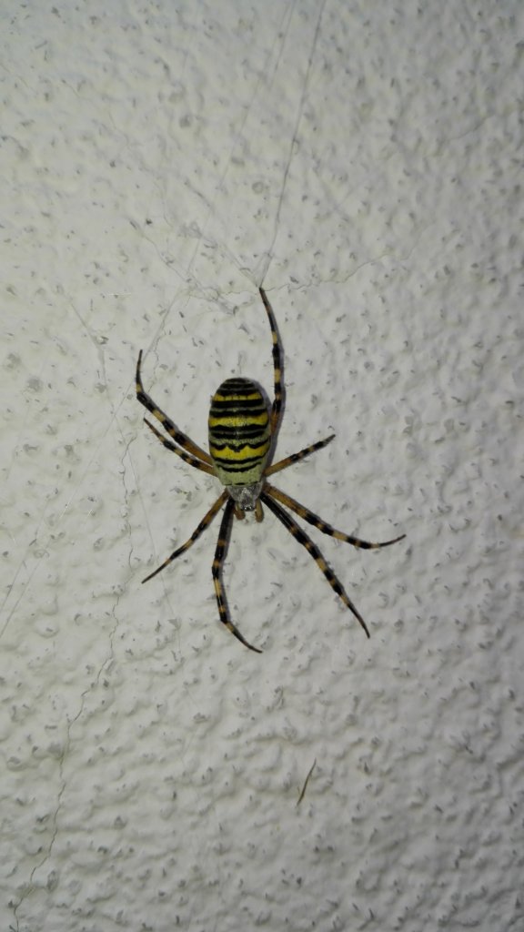 Argiope bruennichi