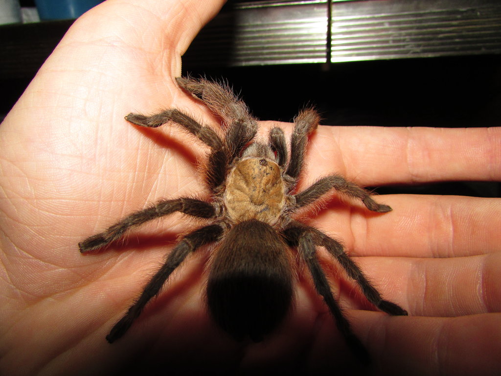 Arkansas Tarantula