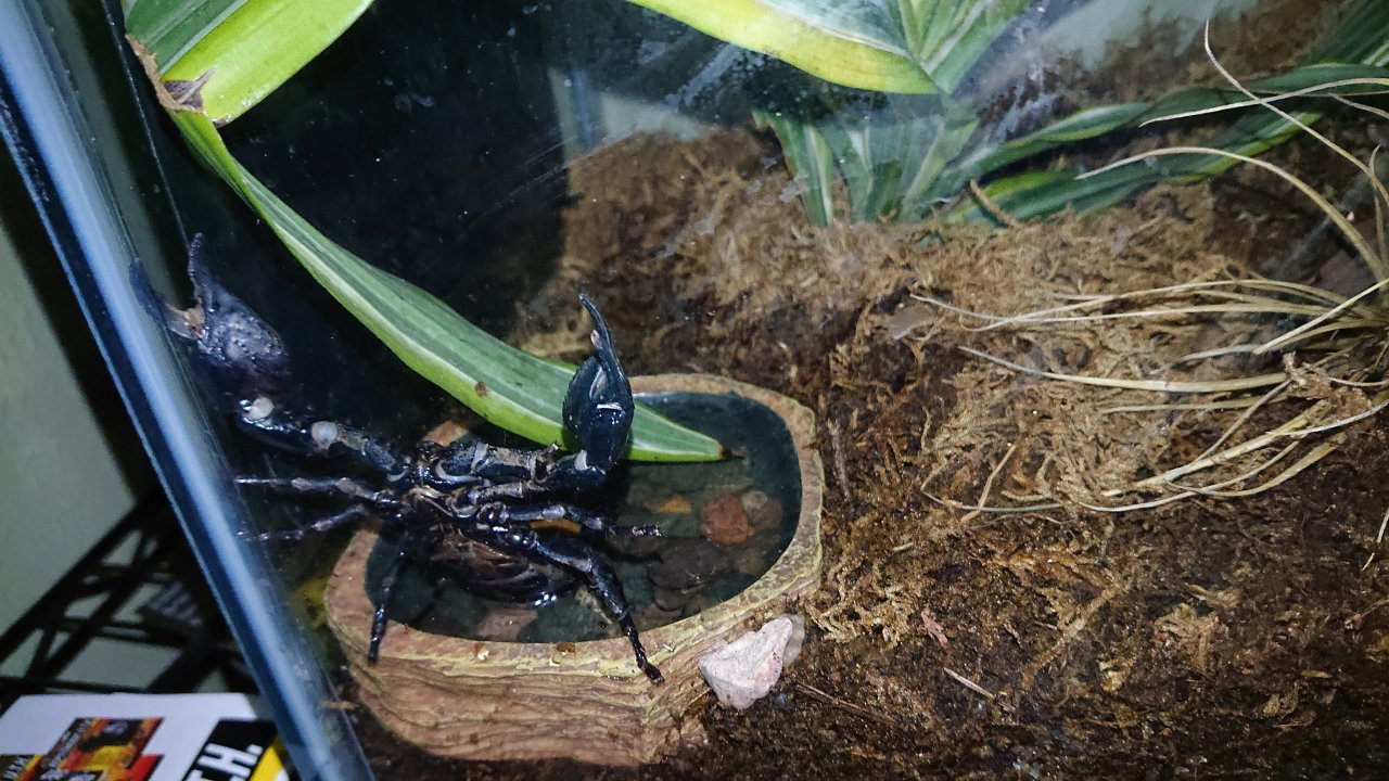 Asian forest scorpion behavior