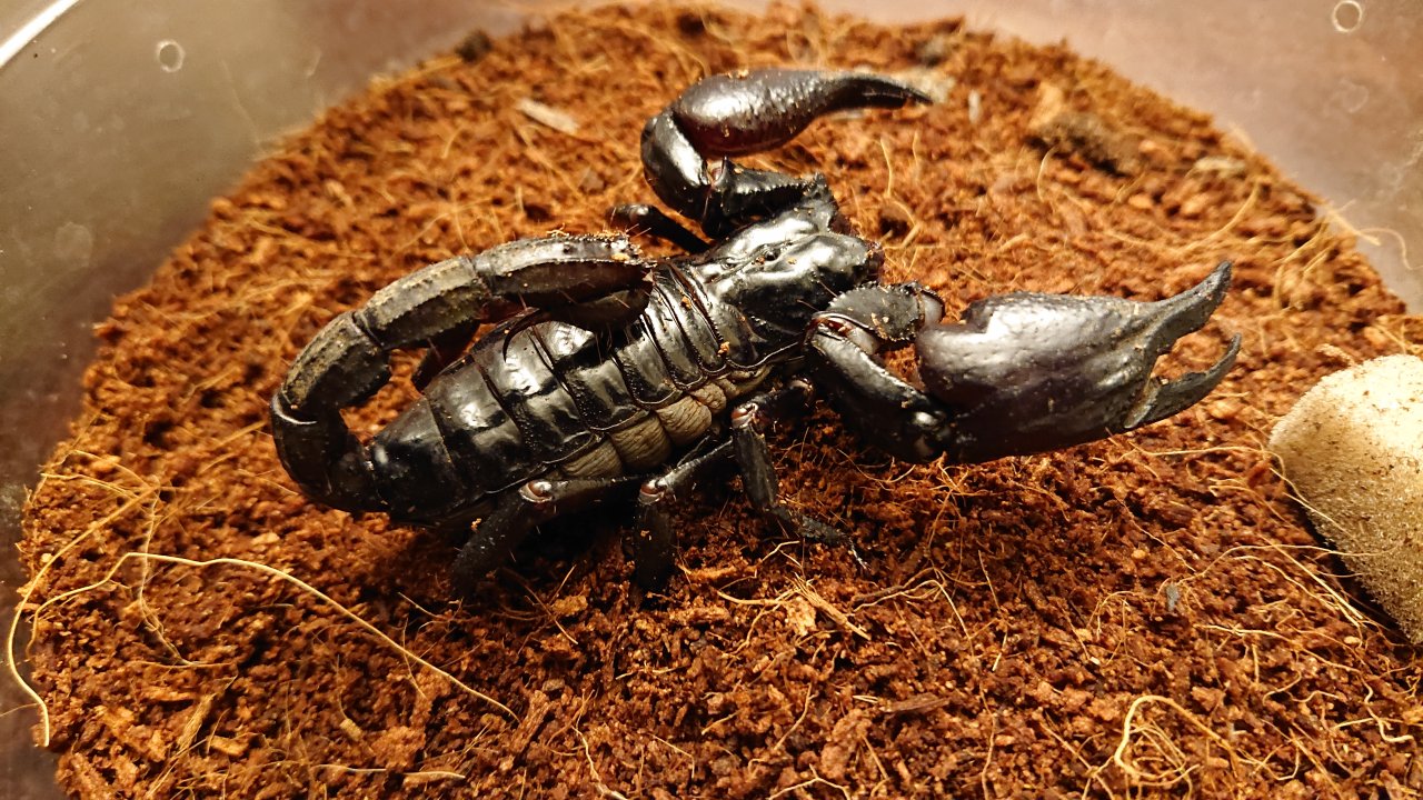 Asian Forest scorpion ID