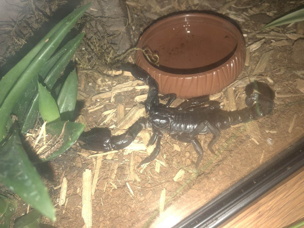 Asian Forest Scorpion