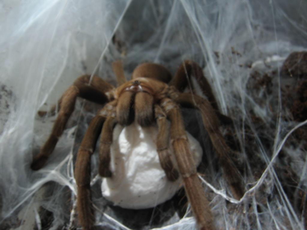 Aussie Goliath with egg sac.