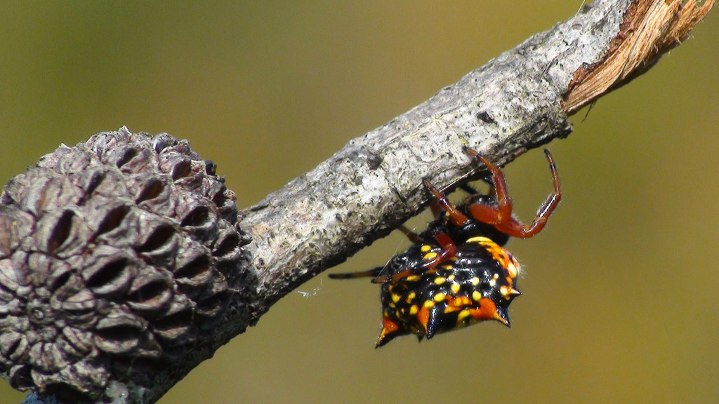 Austracantha minax_1